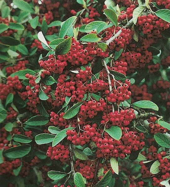 cotoneaster